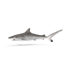Spot-tail Shark Isolated on Transparent Background
