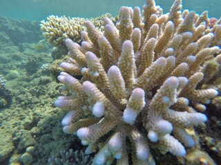 Acropora humilis, also known as finger coral, is a species of acroporid coral found in the Gulf of Aden, the Red Sea, the northern and southwestern Indian Ocean, Australia, the central Indo-Pacific