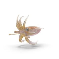 Squid Isolated on Transparent Background