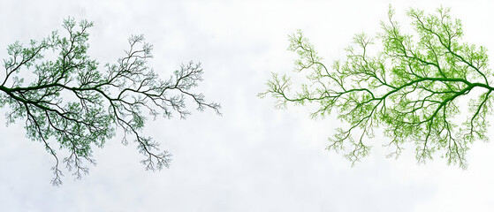 Obraz premium Abstract Branches With Green Leaves Against White Background