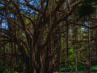 Ancient Banyan Tree with Hanging Aerial Roots in Dense Tropical Forest