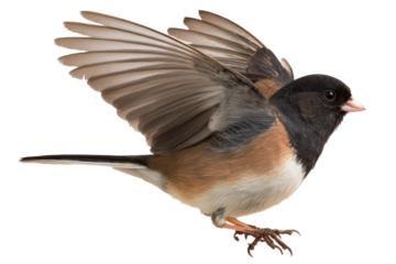 Dark-eyed Junco in Flight A Stunning Avian Photograph