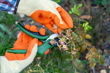 Gardener removing dry on bush of flowers roses with pruner in garden, autumn time