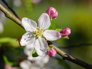 Apfelblüte in Nahaufnahme bei Sonnenlicht im Frühling