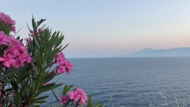 Sea scenery with oleander flowers during sunset