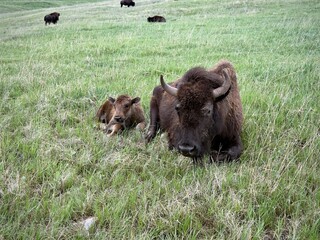Close up mother and calf 
buffalo laying  in the field