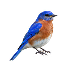 Obraz premium Close up of a perched eastern bluebird with vibrant blue and orange feathers