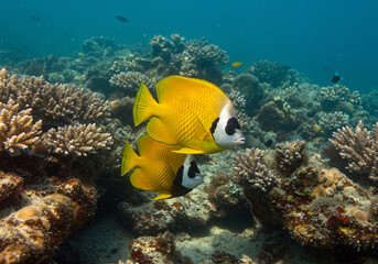 Bright Yellow Tropical Fish Amidst a Vibrant Coral Reef &ndash; A Stunning Display of Colorful Marine Life in Underwater Photography