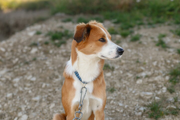 Close up portrait of young reddish brown and white mongrel dog