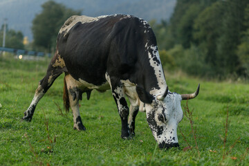 black and white cow grazing on meadow in mountains.