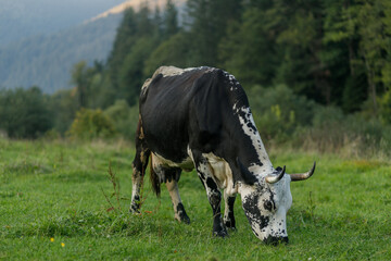 black and white cow grazing on meadow in mountains.