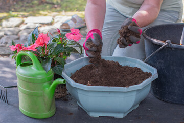 female gardener sorts nutrient soil for flowering plants from debris, loosens, saturates with air before transplanting Pink impatiens walleriana plants, watering can and various garden tools,