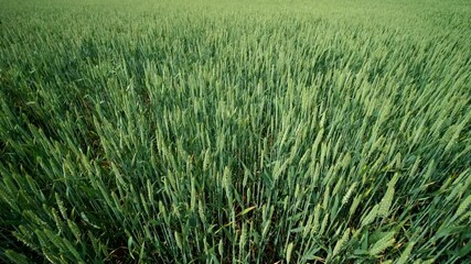 A vibrant and expansive wheat field vividly showcasing its lush greenery and healthy crops under a bright clear sky - Powered by Adobe