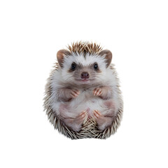 A charming hedgehog curling up radiating a cute innocence and delightful on transparent background © Sultan