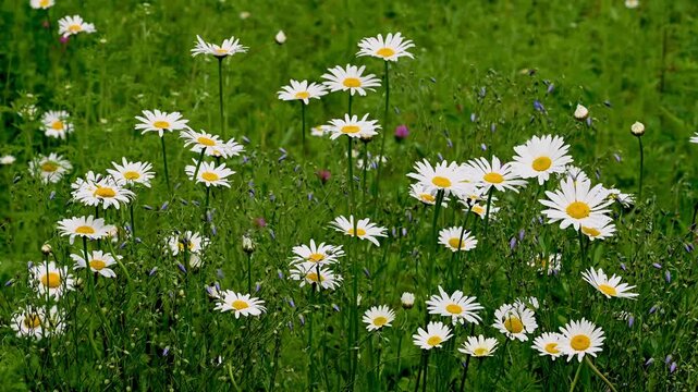 daisies in a field