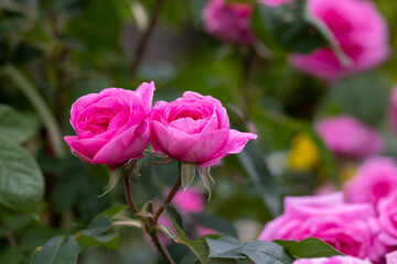 Pink english shrub rose in full bloom