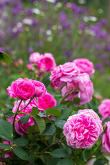 Pink english shrub rose in full bloom