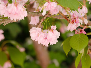 Zarte rosa Kirschbl&uuml;ten im Fr&uuml;hling in Nahaufnahme