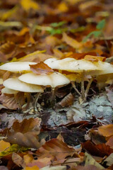 Big white mushroom group growing on an old wood piece with autumn leafs around, not edible, North Rhine-Westphalia, Germany