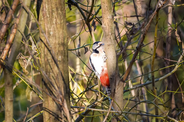Great Spotted Woodpecker (Dendrocopos major) showing off its white stomach and hitting the wood with a beak, pecking, North Rhine-Westphalia, Germany
