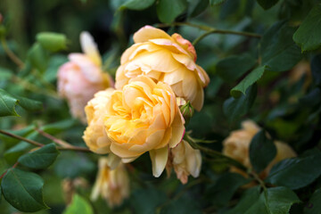 Close up of yellow english shrub rose in full bloom
