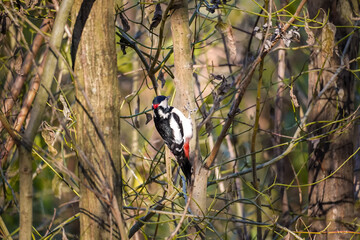 Left backside of a Great Spotted Woodpecker (Dendrocopos major) leaning back to peck wood, North Rhine-Westphalia, Germany