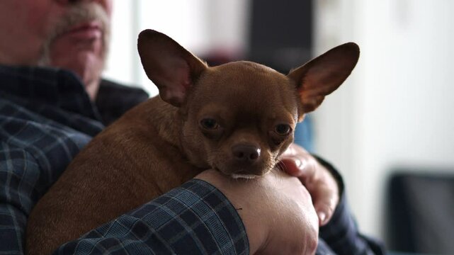 A mustachioed old man in a checkered shirt with a young dog. A pet in the hands of a grandfather. A pet and old male hands. Family. Pet Day