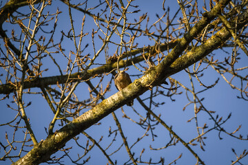European common kestrel (Falco tinnunculus) on top of a tree looking directly at you, North Rhine-Westphalia, Germany