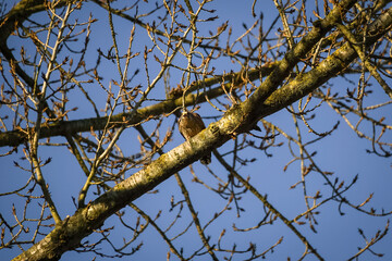 European common kestrel (Falco tinnunculus) on top of a tree looking directly at you with an open beak, North Rhine-Westphalia, Germany