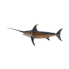 Swordfish side view isolated on transparent background