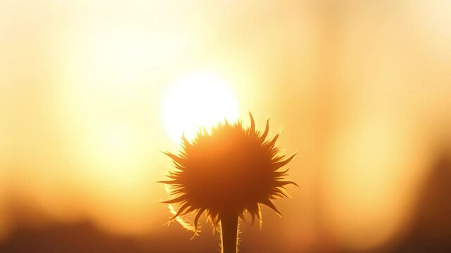 Sunflower Glowing Scenery