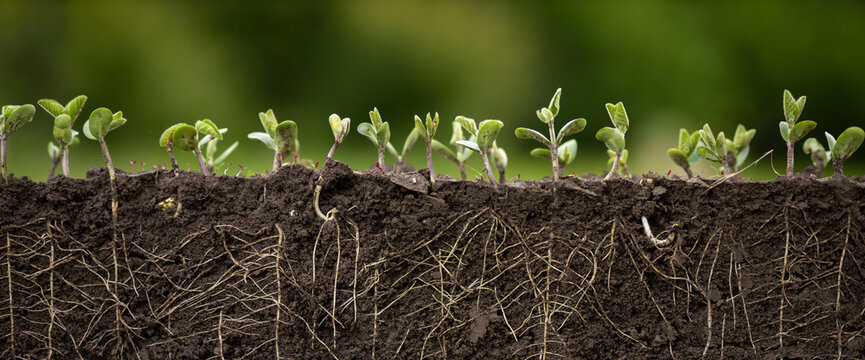 Young soybean plants with roots