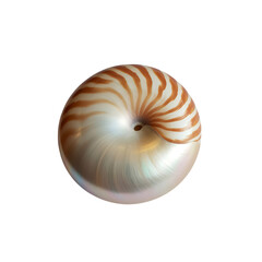 A luminous nautilus shell embodying elegance and natural geometry against on transparent background
