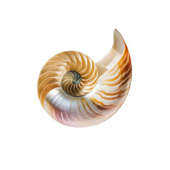 A swirling nautilus shell showcases natural golden ratios and patterns on transparent background