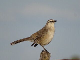 Chalk-browed Mockingbird on top of a wooden pole.