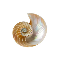 Captivating Nautilus shell displaying natural Fibonacci sequence in cut on transparent background