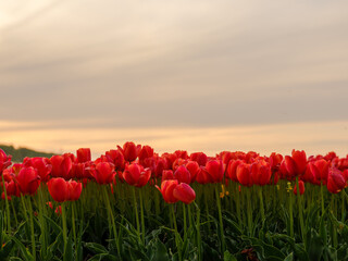 Fototapeta premium Blühendes Tulpenfeld bei Sonnenuntergang im Frühling