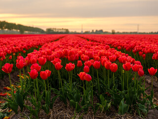 Blühendes Tulpenfeld bei Sonnenuntergang im Frühling