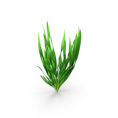 Green Seaweed Isolated on Transparent Background