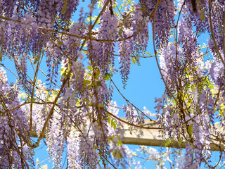 Bl&uuml;hende Glyzinien unter blauem Himmel