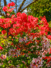 Blühende Azaleen in Rosa und Rot im Frühlingsgarten
