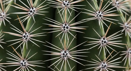 Fototapeta premium Close-up of sharp cactus spines on green cacti plants