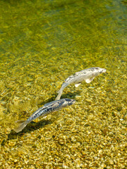 Zwei Koi-Fische im klaren Teich