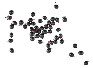 Fresh Sambucus berries isolated on a white background, top view. Healing berries.