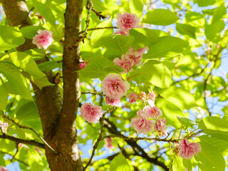 Zierkirsche in Blüte
