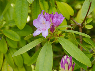 Rhododendron in Blüte mit Knospe im Vordergrund