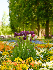 Blumenbeet im Kurpark von Bad Pyrmont
