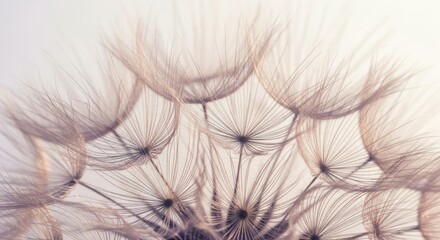Close-up of delicate dandelion seeds in soft focus