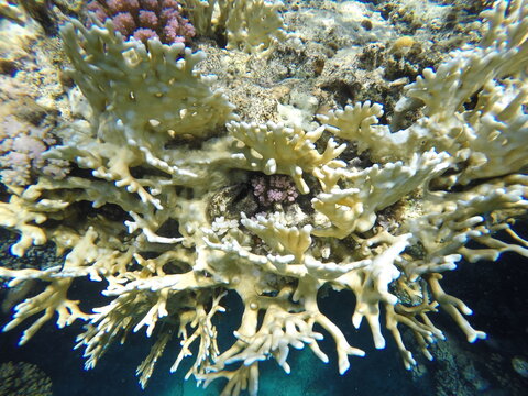 millepora dichotoma hydrozoan hard reef builder that is capable of making calcium shell