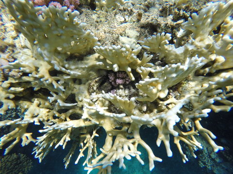 millepora dichotoma hydrozoan hard reef builder that is capable of making calcium shell